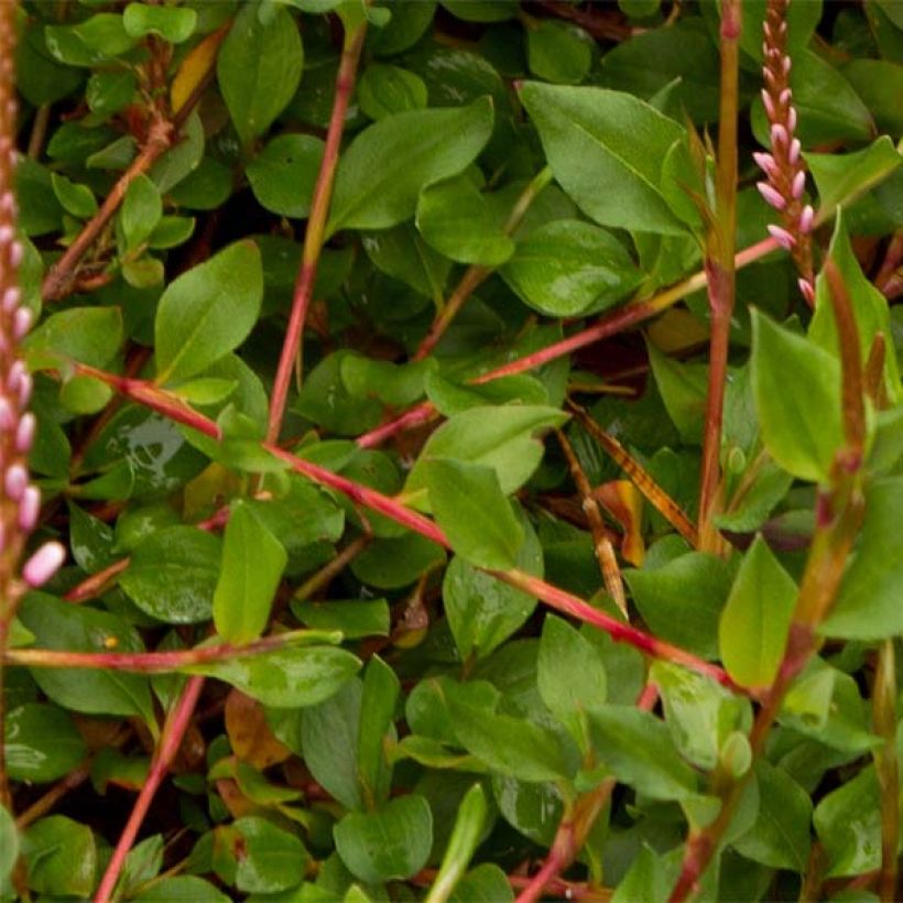 Renouée rampante - Persicaria vacciniifolia (Feuillage)