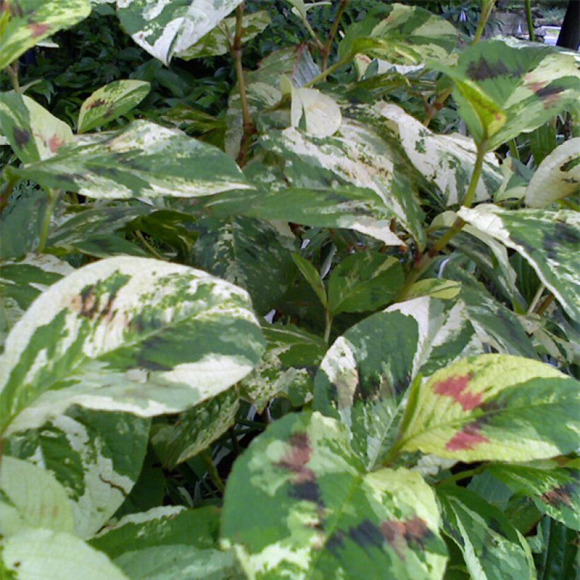 Renouée - Persicaria virginiana Painter's Palette (Feuillage)