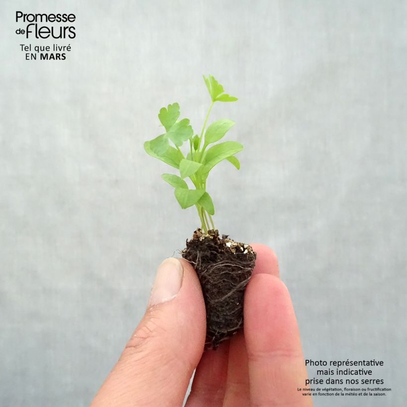 Spécimen de Persil Géant d'Italie en plants Mini-motte 4 cm tel que livré au printemps