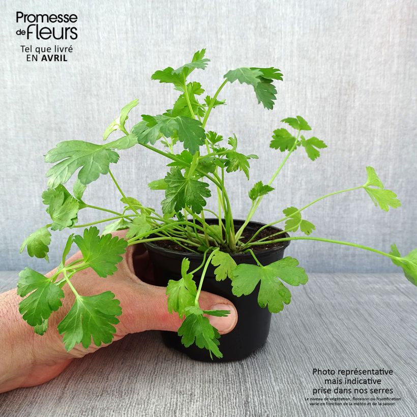 Spécimen de Persil Géant d'Italie en plants - godet de 8/9cm tel que livré au printemps