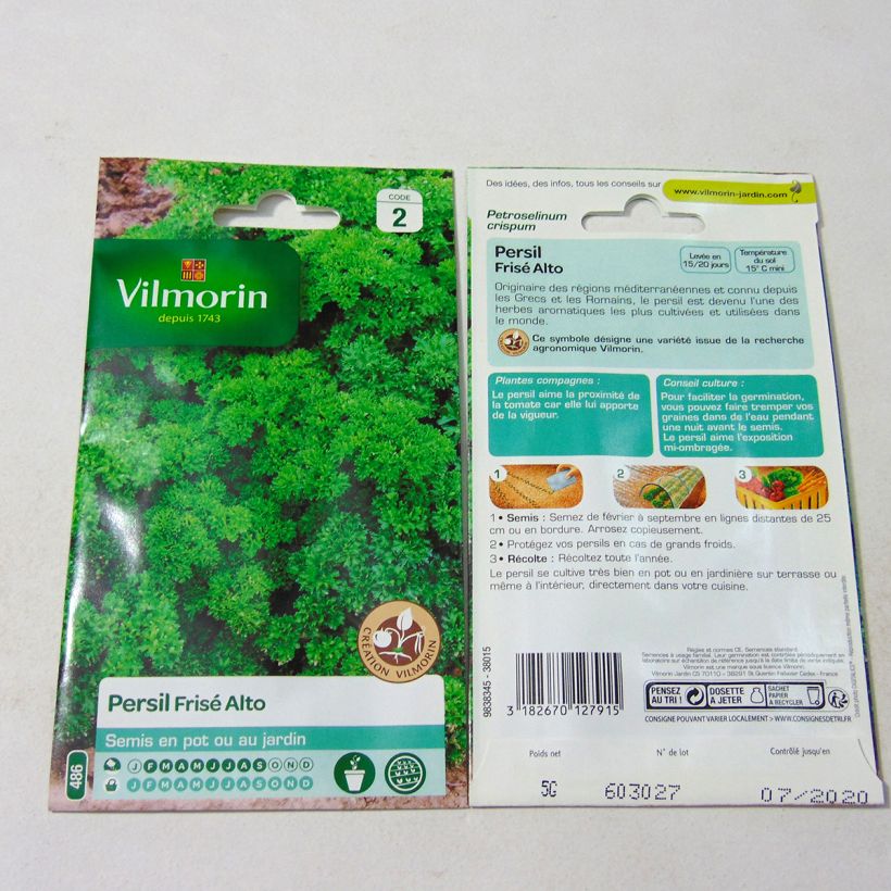 Exemple de spécimen de Persil frisé Alto (Création Vilmorin) - Vilmorin Graines tel que livré