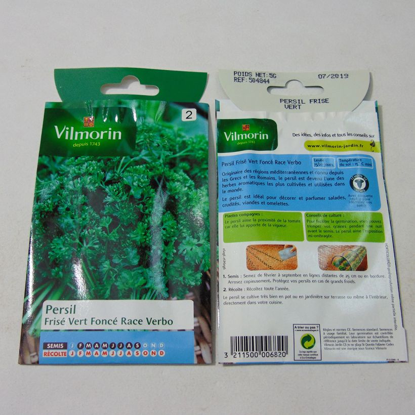 Spécimen de Persil frisé race Verbo (sélection Vilmorin) - Vilmorin tel que livré en printemps