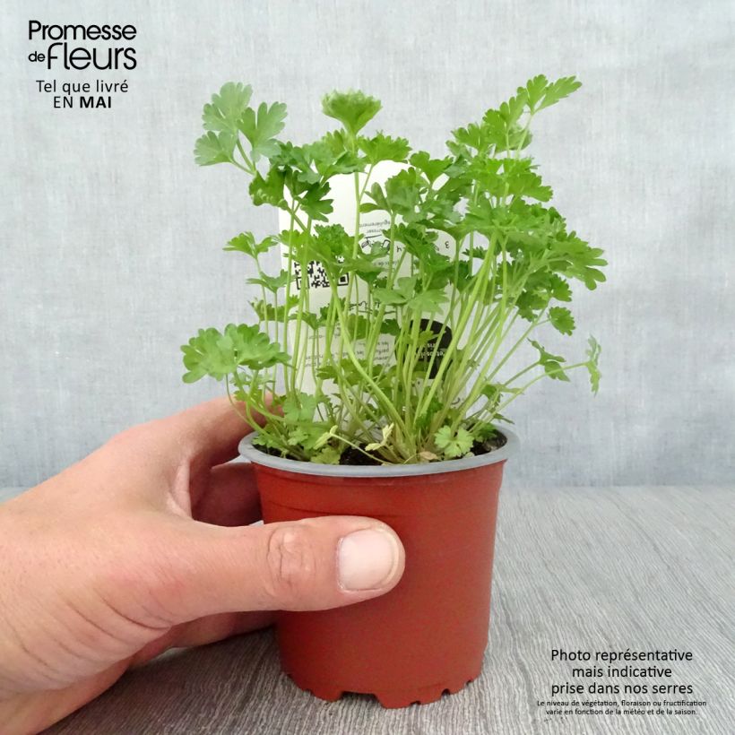 Spécimen de Persil frisé vert foncé en plant BIO Pot de 10/11cm tel que livré au printemps