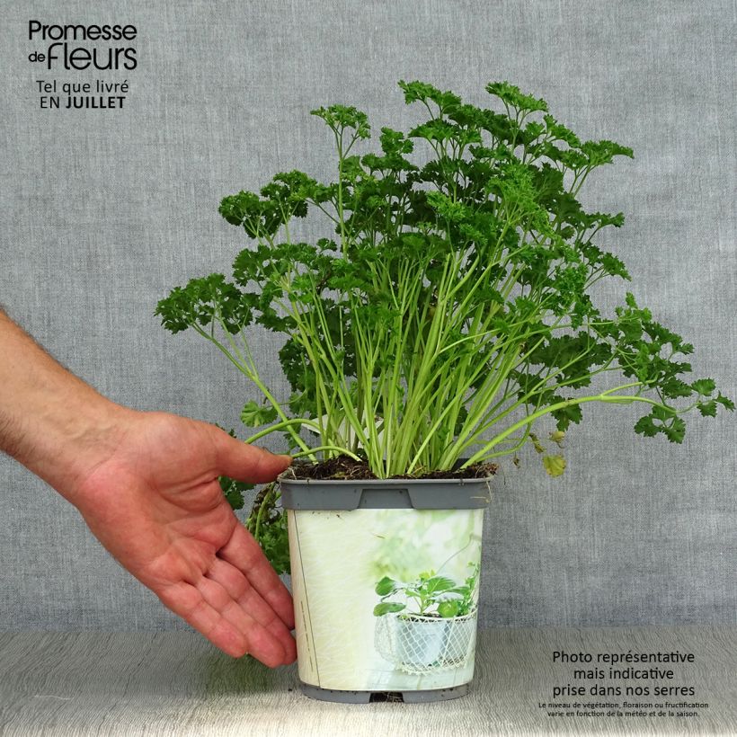 Spécimen de Persil frisé vert foncé en plant BIO Pot de 2L/3L tel que livré en été