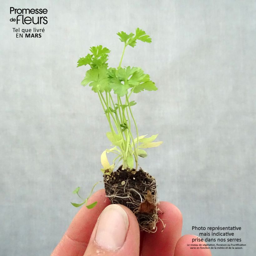 Spécimen de Persil frisé vert foncé en plants - Mini motte tel que livré au printemps