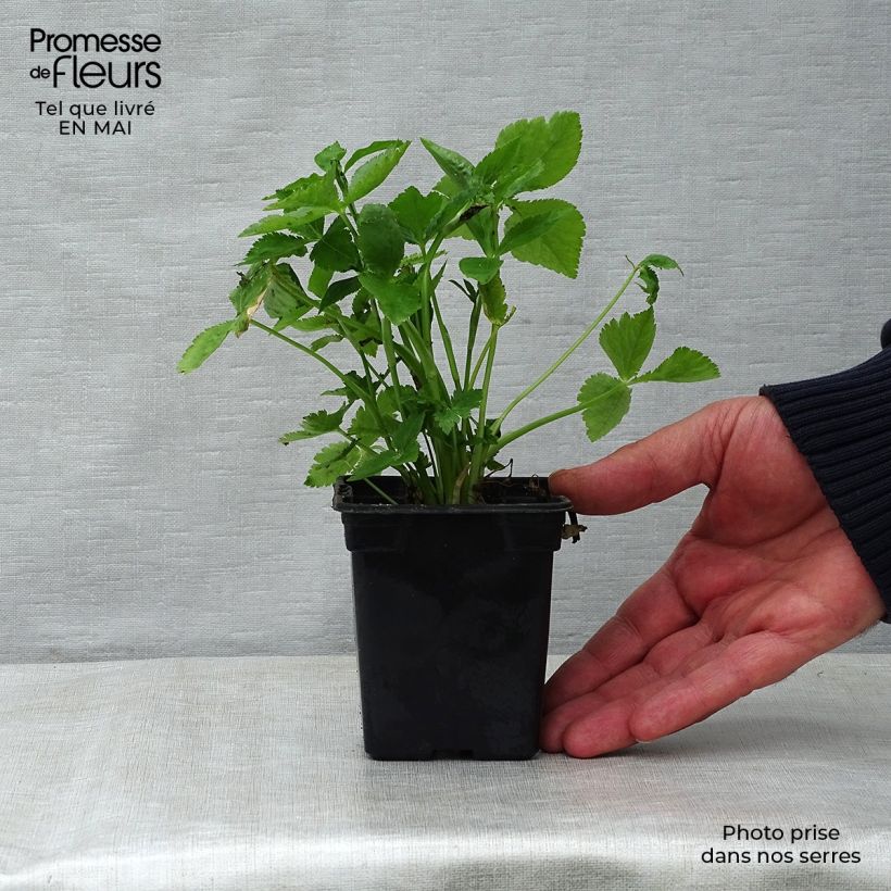 Spécimen de Persil japonais Mitsuba BIO Godet de 7/8 cm tel que livré au printemps