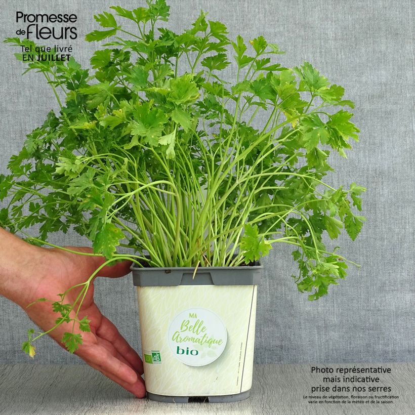 Spécimen de Persil simple Géant d'Italie en pot 1L./1.5L. BIO tel que livré en été