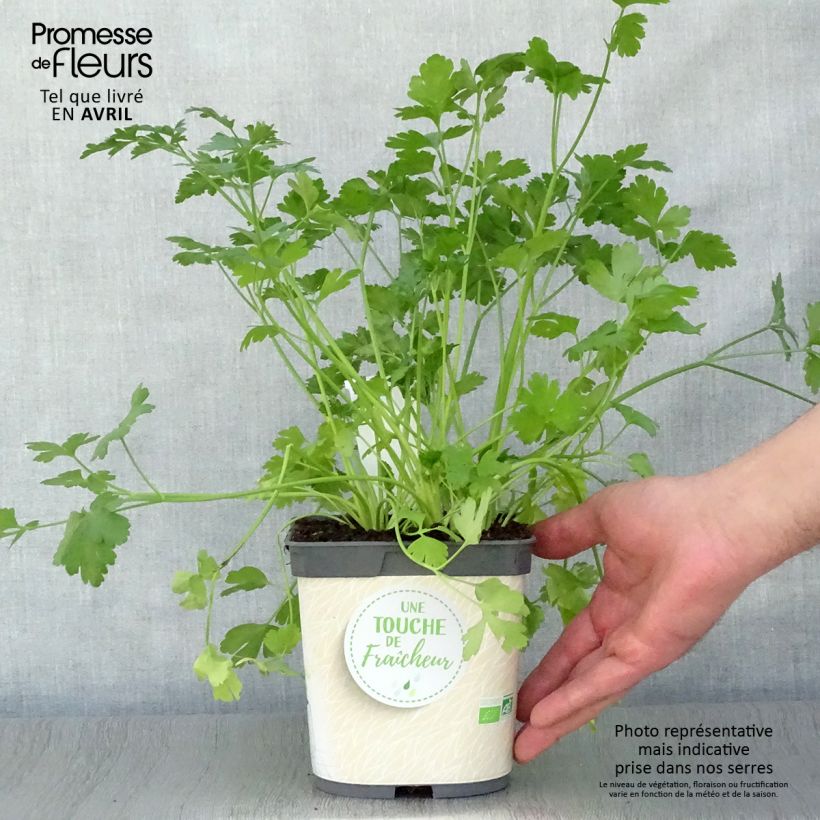 Spécimen de Persil simple Géant d'Italie en pot 1L./1.5L. BIO tel que livré au printemps