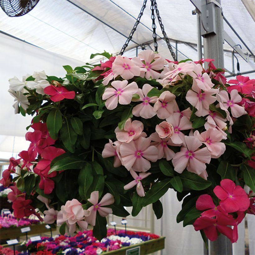 Pervenche de Madagascar Mediterranean XP mélange - Catharanthus roseus (Floraison)