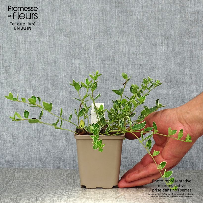 Spécimen de Pervenche à petite fleurs - Vinca minor Ralph Shugert -  Godet de 8/9 cm tel que livré en été