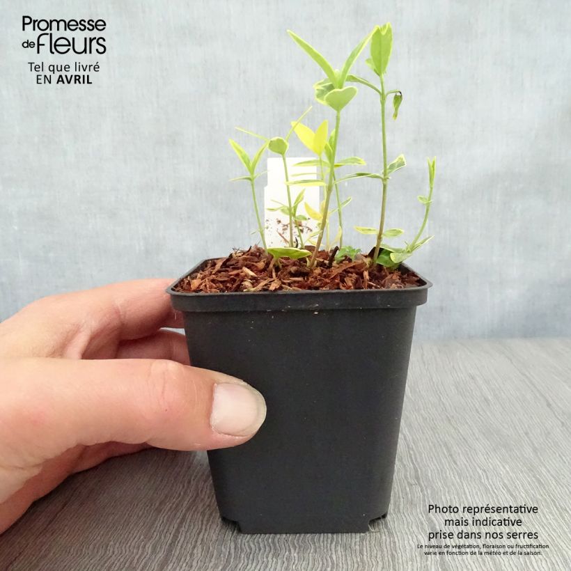 Spécimen de Pervenche à petite fleurs - Vinca minor Ralph Shugert -  Godet de 9cm tel que livré au printemps