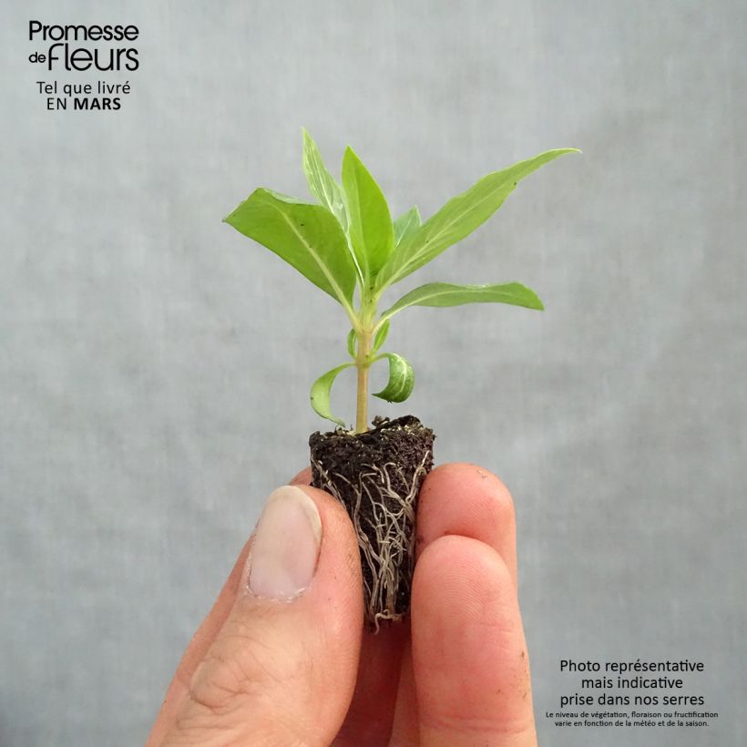 Spécimen de Pervenche de Madagascar Titan F1 Apricot Mini-motte 2,,3 cm tel que livré au printemps