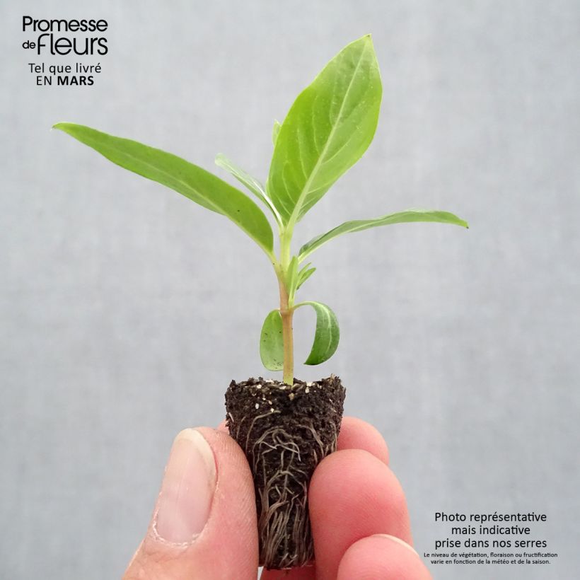 Spécimen de Pervenche de Madagascar Titan F1 Blush - Catharanthus roseus Mini-motte 2,,3 cm tel que livré au printemps