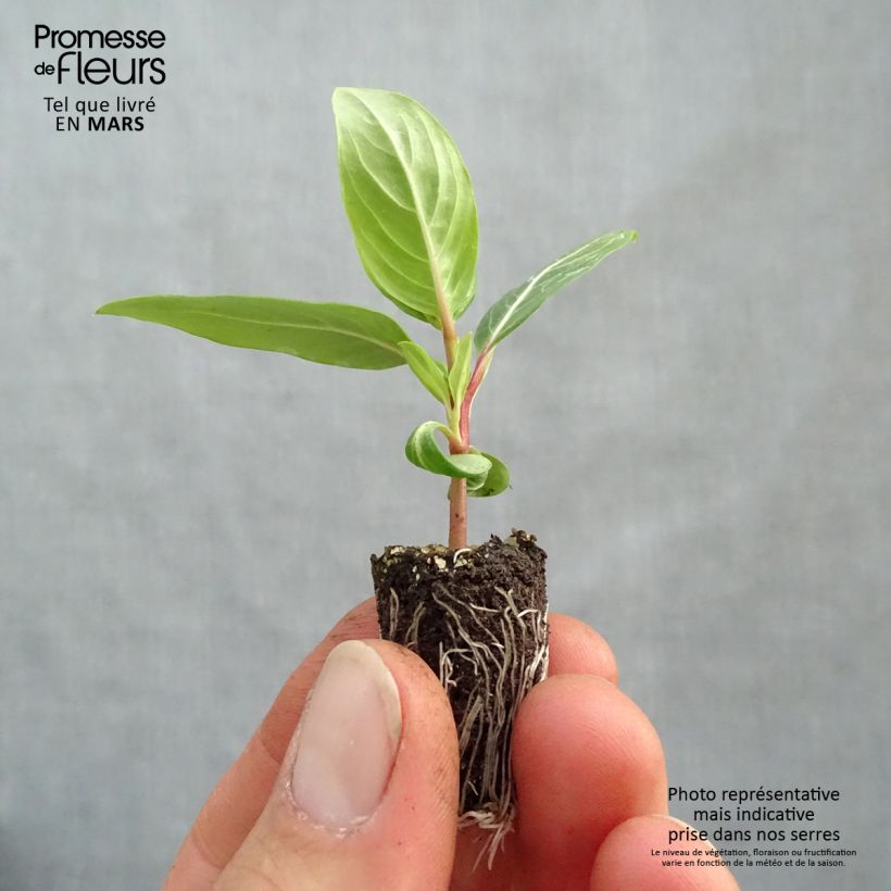 Spécimen de Pervenche de Madagascar Titan F1 Lavender Blue Halo - Catharanthus roseus Mini-motte 2,,3 cm tel que livré au printemps