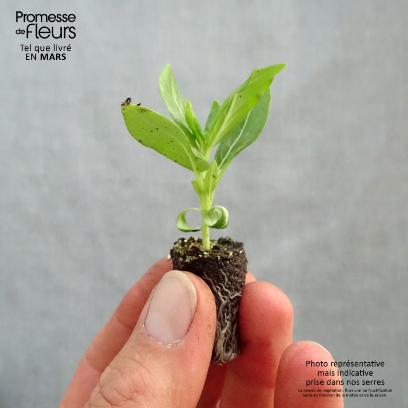 Spécimen de Pervenche de Madagascar Titan F1 White - Catharanthus roseus Mini-motte 2,,3 cm tel que livré au printemps