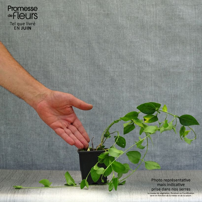 Spécimen de Pervenche difforme ou intermédiaire - Vinca difformis Godet de 8/9 cm tel que livré en été