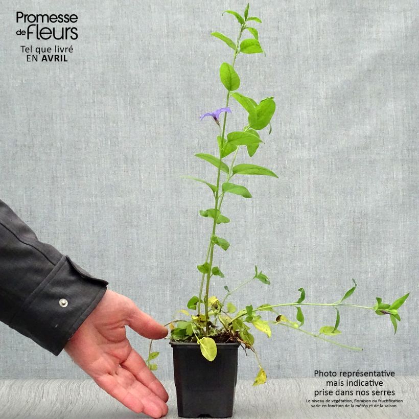 Spécimen de Pervenche difforme ou intermédiaire - Vinca difformis Godet de 9cm tel que livré au printemps