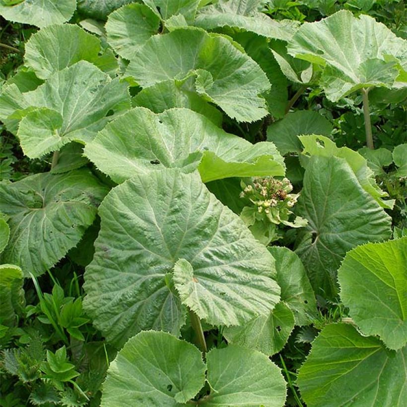 Petasites albus - Pétasite blanc (Feuillage)