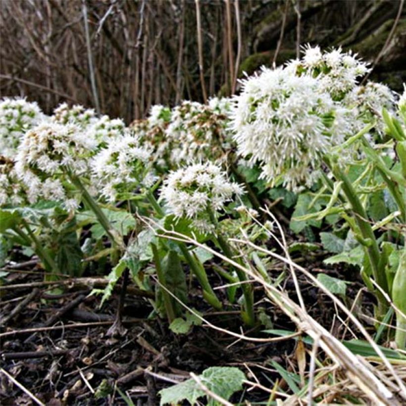 Petasites albus - Pétasite blanc (Floraison)