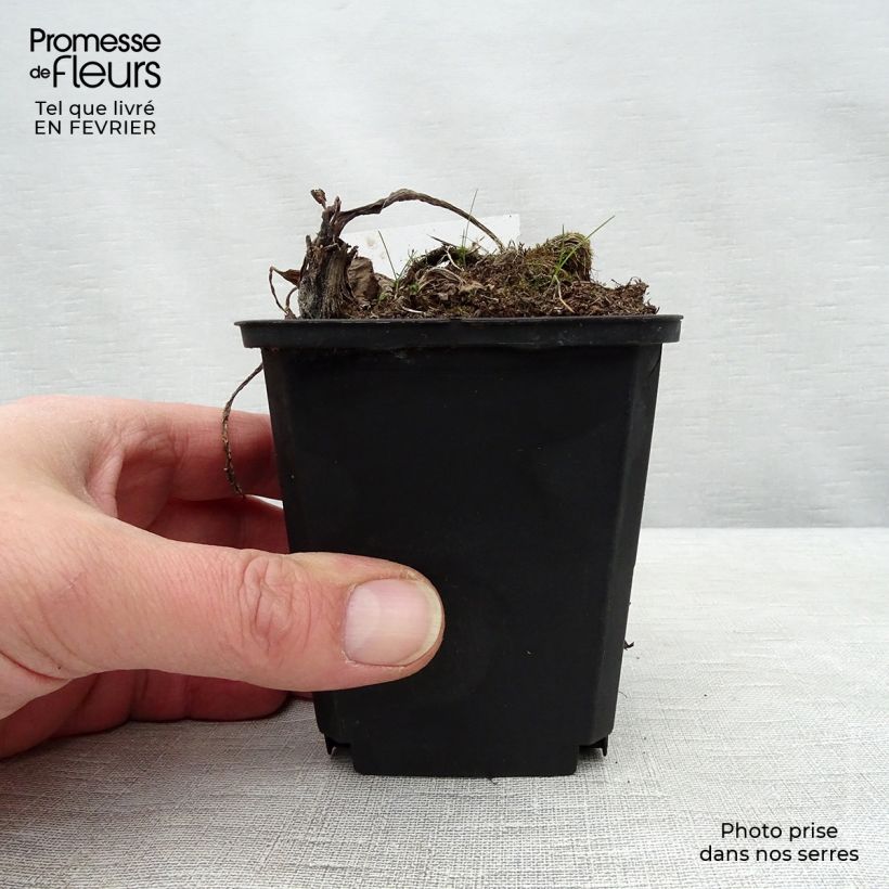 Spécimen de Petasites albus - Pétasite blanc tel que livré en hiver