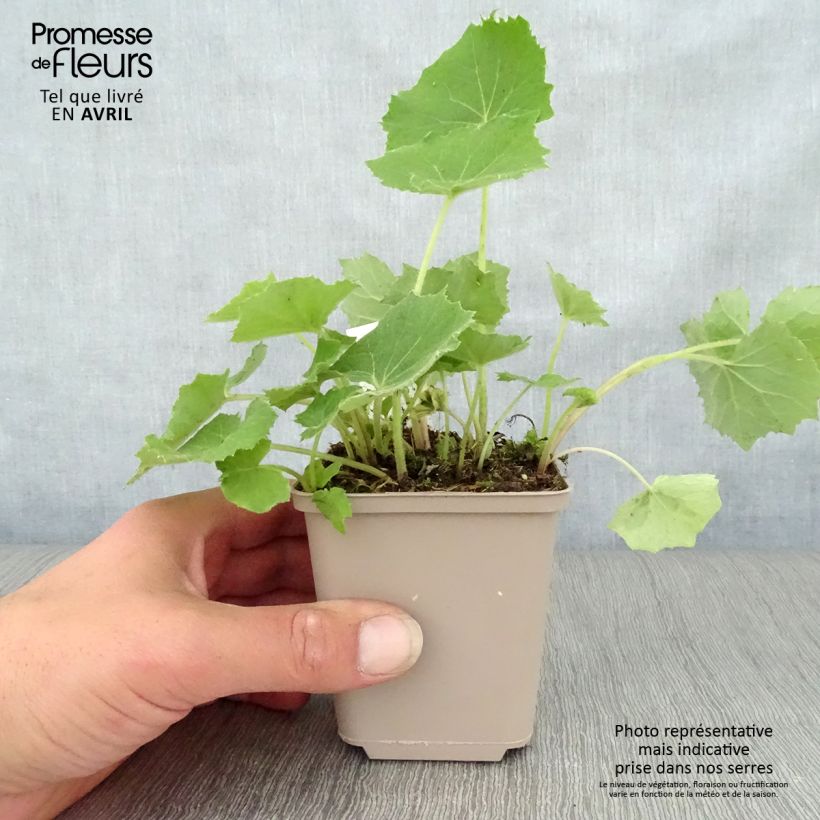 Spécimen de Petasites albus - Pétasite blanc Godet de 9cm tel que livré au printemps