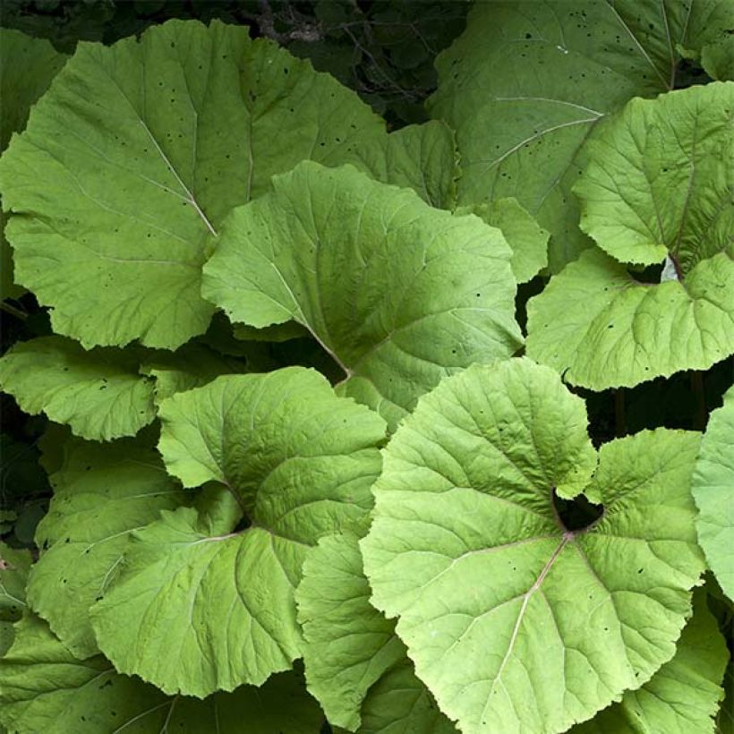 Petasites hybridus (Feuillage)