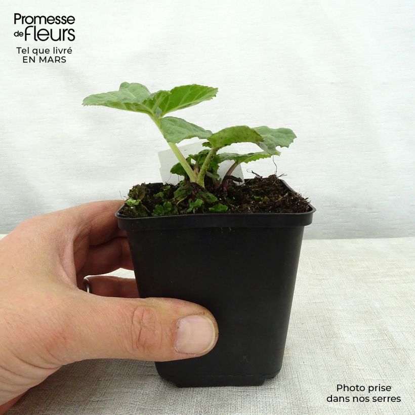 Spécimen de Petasites hybridus Godet de 9cm tel que livré au printemps