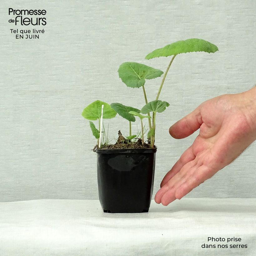 Spécimen de Petasites hybridus Godet de 8/9 cm tel que livré en été