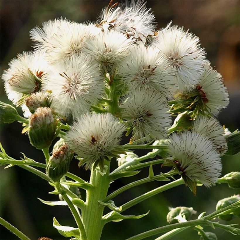 Petasites japonicus Giganteus - Pétasite japonaise Giganteus (Floraison)