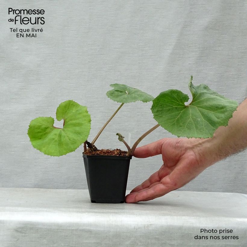 Spécimen de Petasites japonicus Giganteus - Pétasite japonaise Giganteus Godet de 9cm tel que livré au printemps