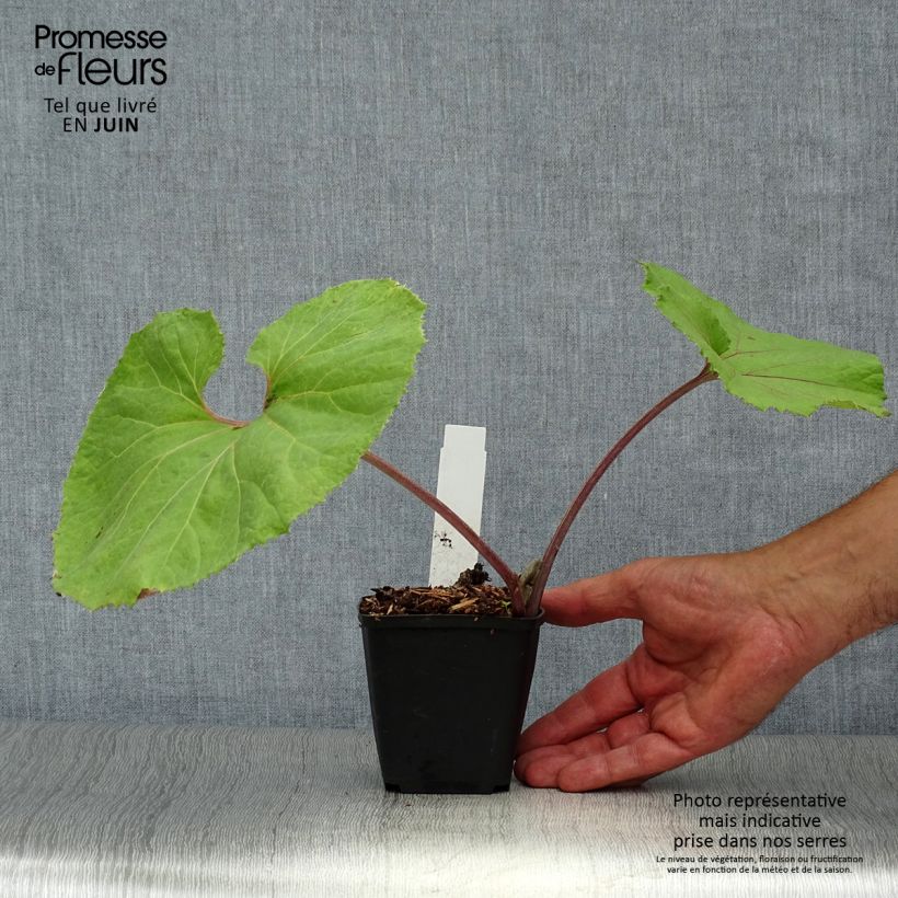Spécimen de Petasites japonicus Giganteus - Pétasite japonaise Giganteus Godet de 8/9 cm tel que livré en été