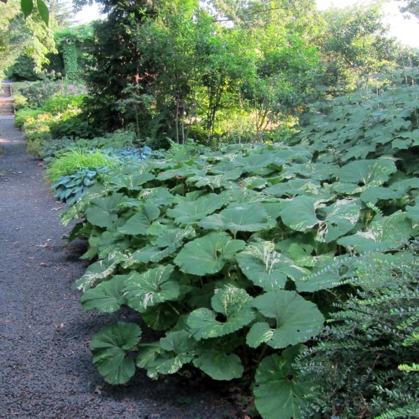 Petasites japonicus Variegatus - Pétasite japonaise Variegatus (Feuillage)