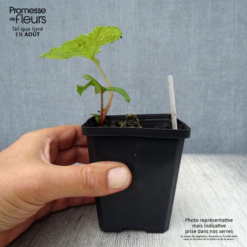Spécimen de Petasites japonicus Variegatus - Pétasite japonaise Variegatus Godet de 8/9 cm tel que livré en été