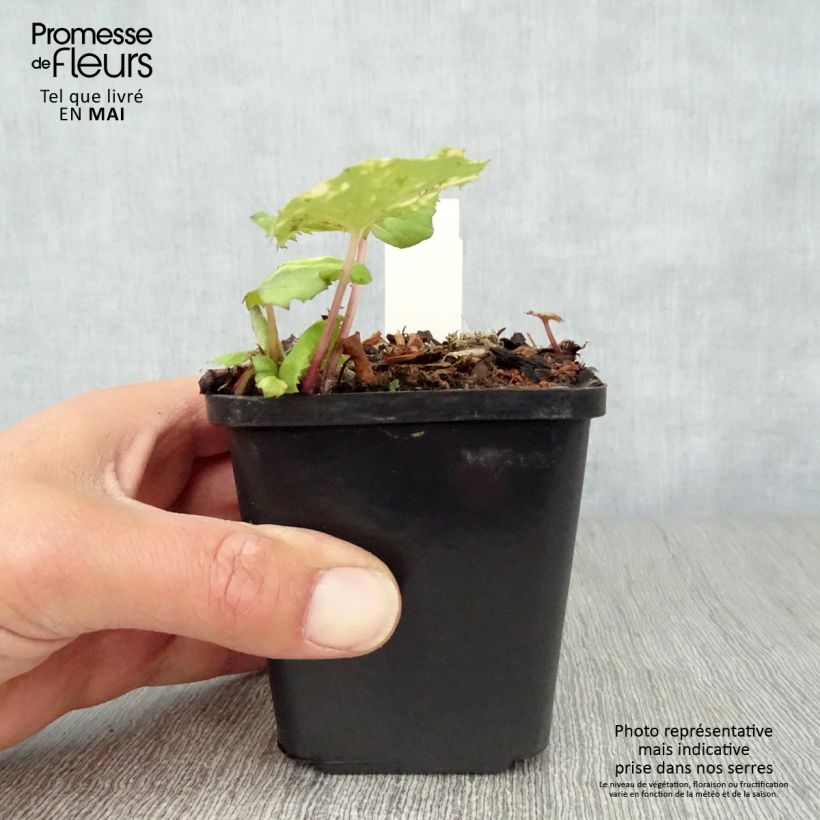 Spécimen de Petasites japonicus Variegatus - Pétasite japonaise Variegatus Godet de 9cm tel que livré au printemps