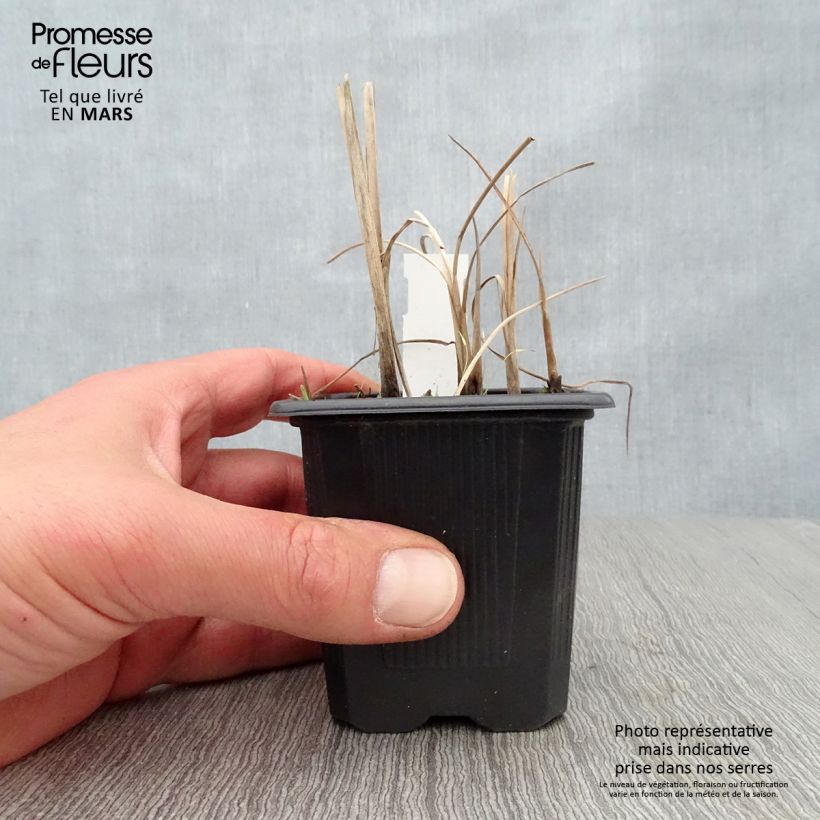 Spécimen de Petite massette - Typha minima Godet de 9cm tel que livré au printemps