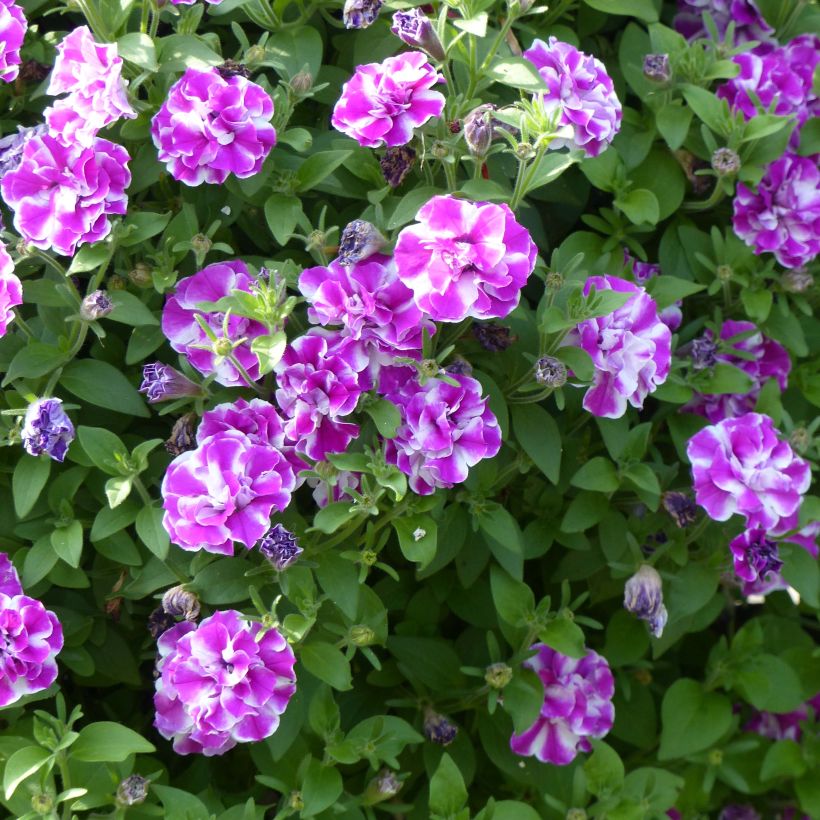 Pétunia Amarena Twist (Floraison)