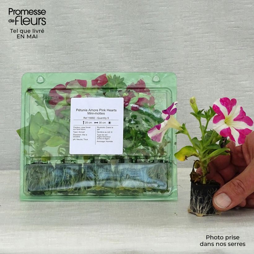 Spécimen de Pétunia Amore Pink Hearts Mini-motte 4 cm tel que livré au printemps