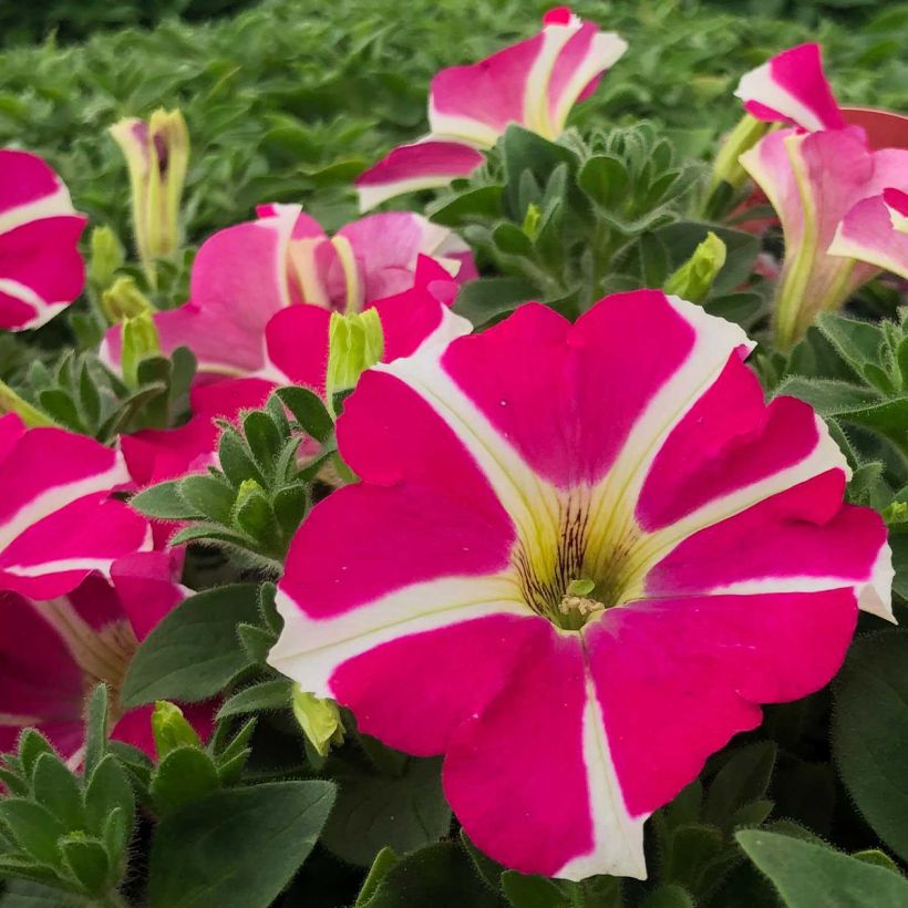 Pétunia Amore Pink Hearts (Floraison)