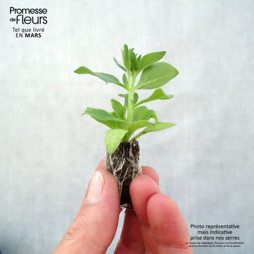 Spécimen de Petunia BeautiCal Bordeaux - Petchoa hybrida Mini-motte 3 cm tel que livré au printemps