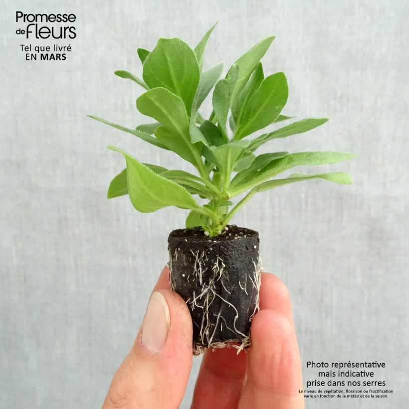 Spécimen de Pétunia BeautiCal Cinnamon - Petchoa hybrida tel que livré au printemps