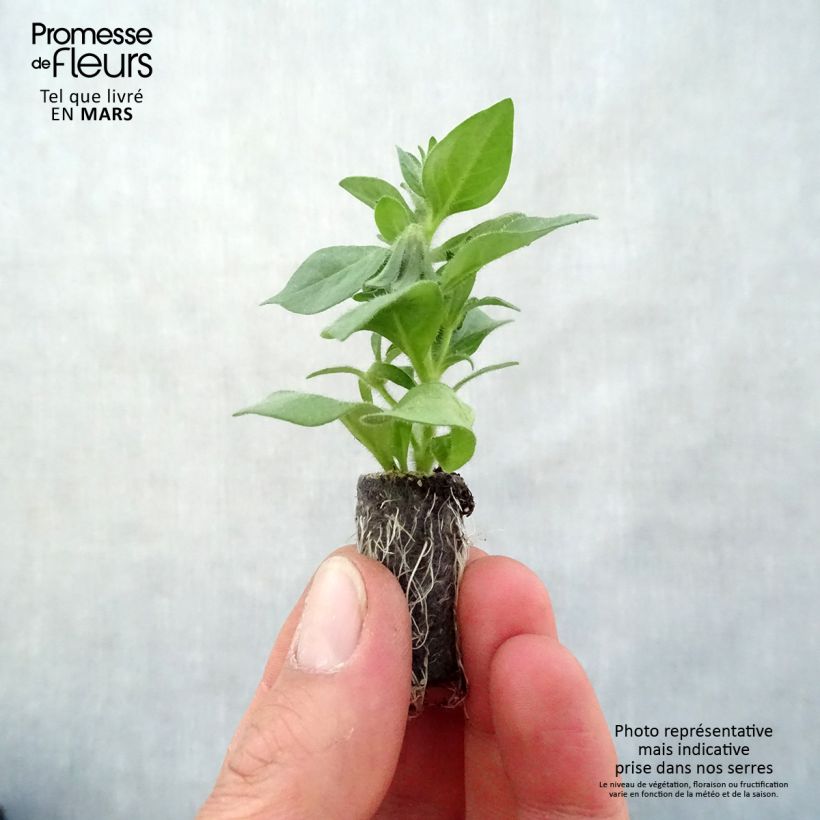 Spécimen de Pétunia BeautiCal Pearl White - Petchoa hybrida Mini-motte 3 cm tel que livré au printemps