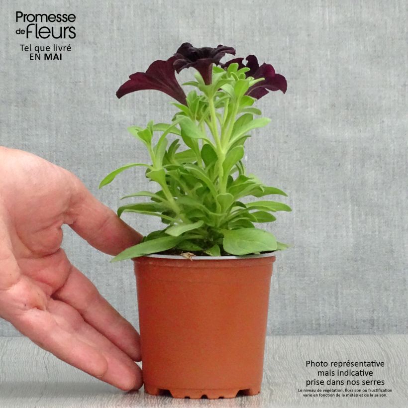 Spécimen de Pétunia Black Ray Godet de 8/9 cm tel que livré au printemps