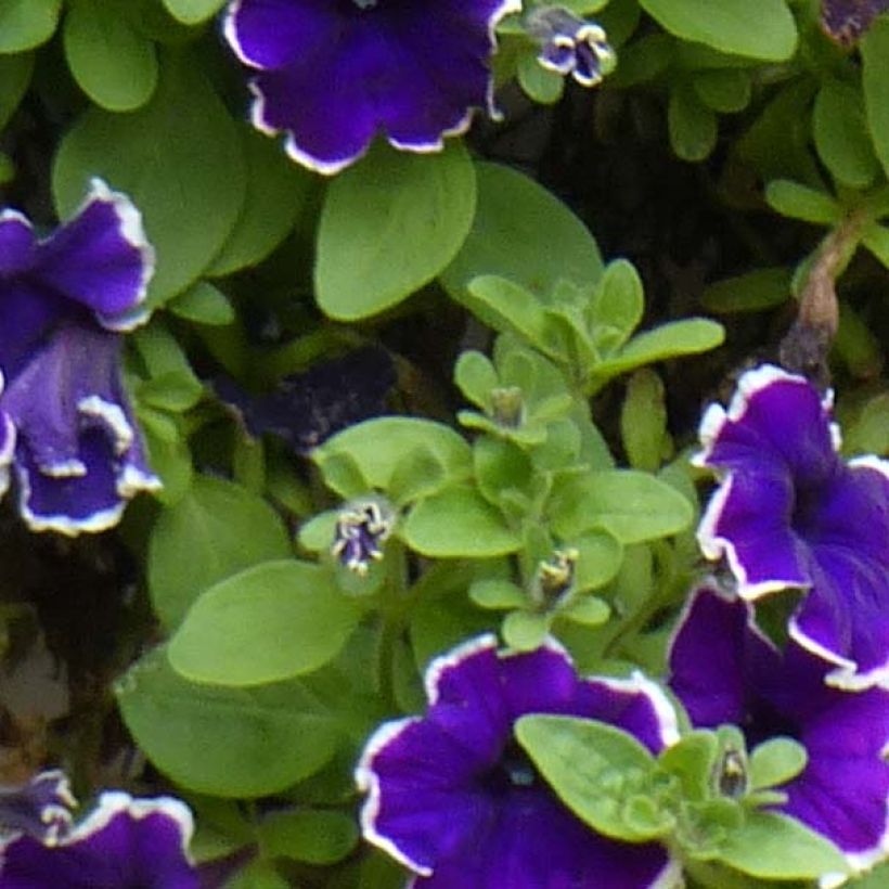 Pétunia Blue Picotee (Feuillage)