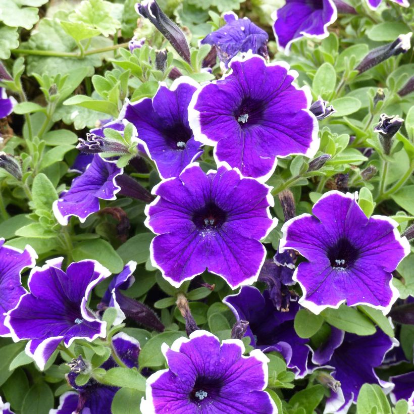 Pétunia Blue Picotee (Floraison)