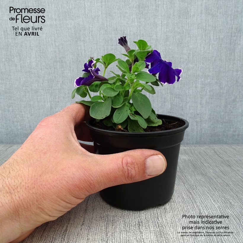 Spécimen de Pétunia Blue Picotee - godet de 8/9cm tel que livré au printemps