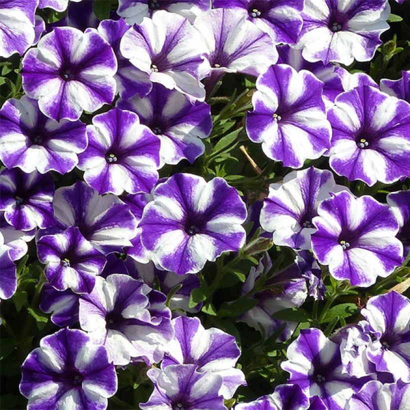 Pétunia Blueberry Star (Floraison)