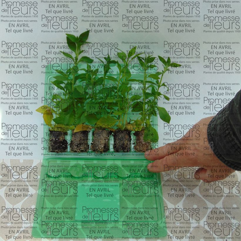 Exemple de spécimen de Pétunia Blueberry Star Mini-motte 4 cm tel que livré
