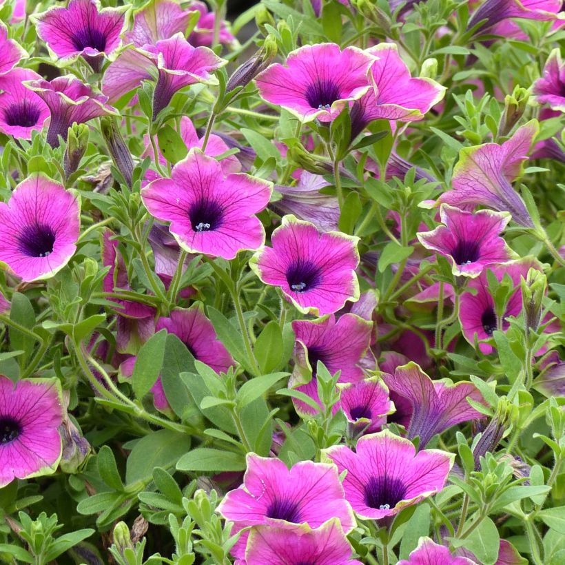 Petunia Designer Buzz Purple (Floraison)
