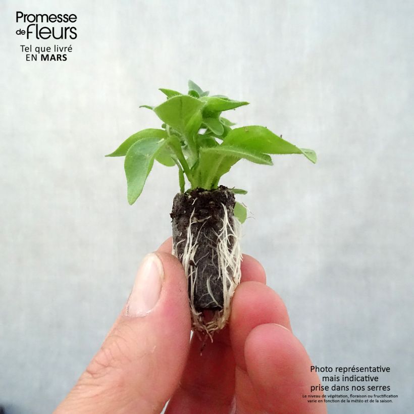 Spécimen de Petunia Capella Hello Yellow Mini-motte 3 cm tel que livré au printemps