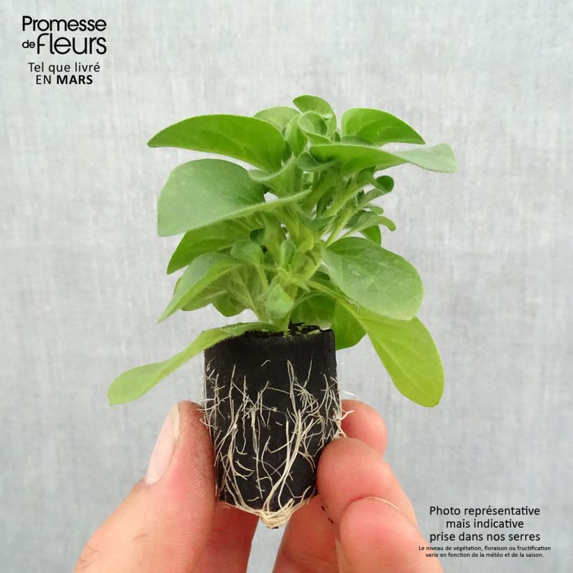 Spécimen de Pétunia Cascadias Bicolor Cabernet Mini-motte 4 cm tel que livré au printemps